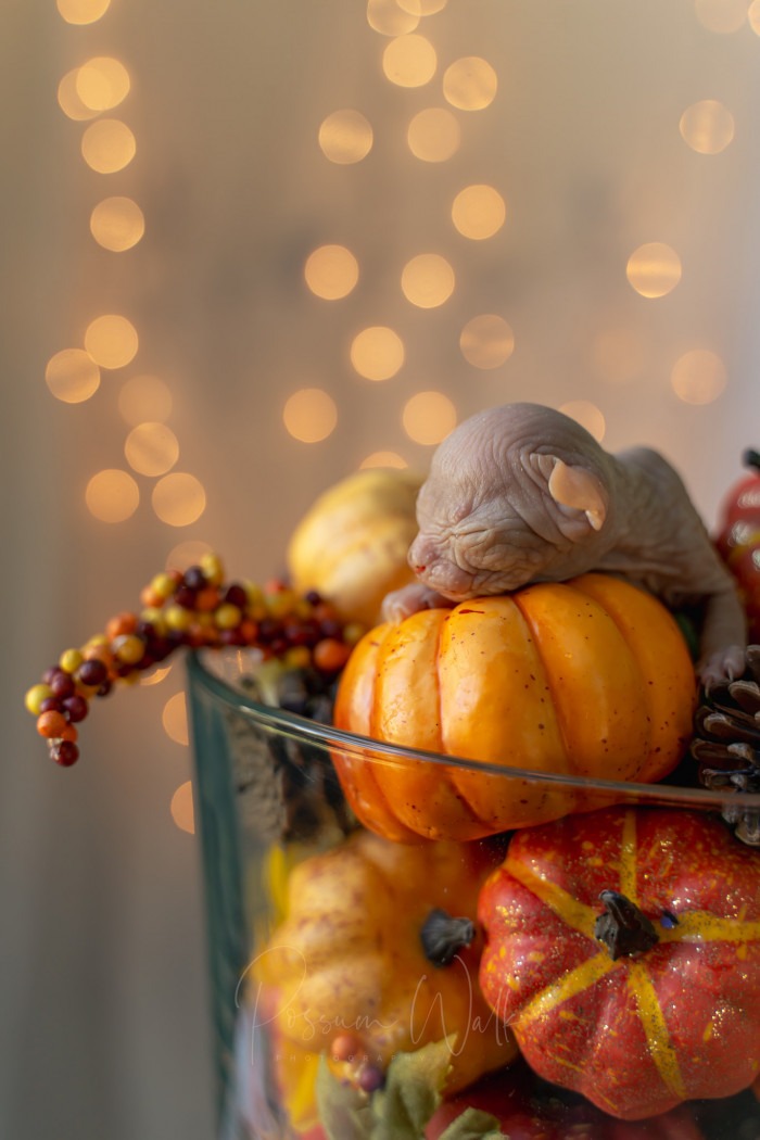 6. Kittens separated from their mothers as early as 8 weeks are at risk for developmental, social, and health issues.