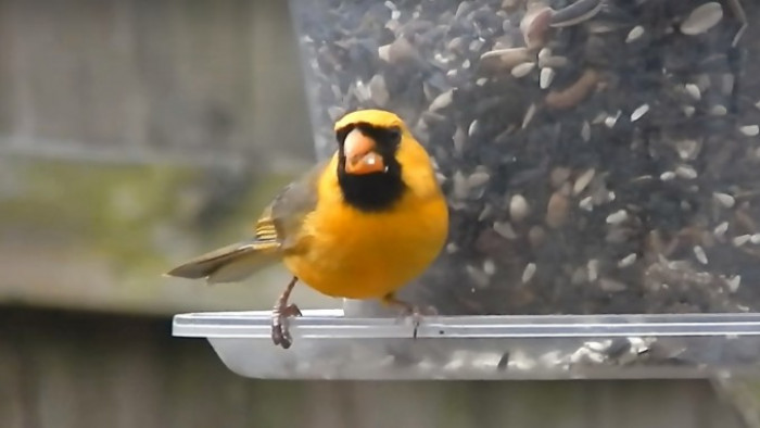 the-bright-yellow-cardinal-is-quite-literally-one-in-a-million