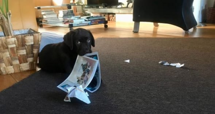 Puppy looking guilty while a child asks, “Did good, Mom?”