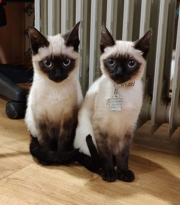 4. "Recently Visited A College Friend And He Adopted These Adorable Kitties, Brother And Sister. Meet Lucifer And Lilith!"