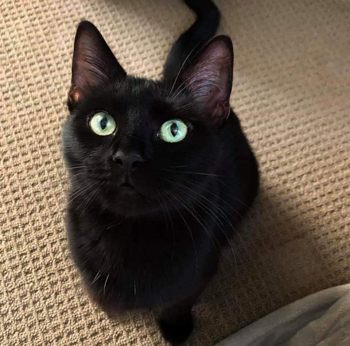 Torby cat with gorgeous green eyes, adoption mention for Junebug.