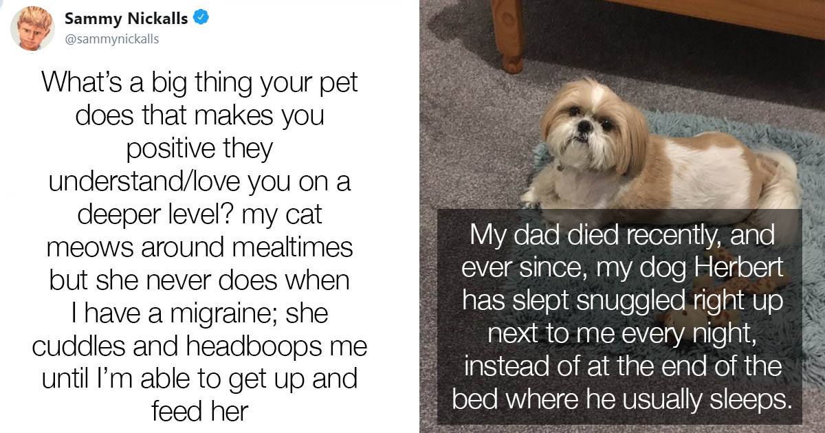 People Share Stories Of How Their Pets Take Care Of Them In This