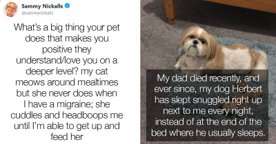 People Share Stories Of How Their Pets Take Care Of Them In This Heartwarming Thread