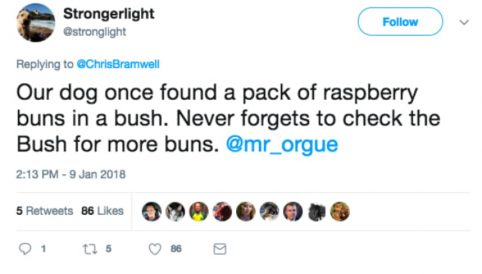 11. The bush that has endless buns