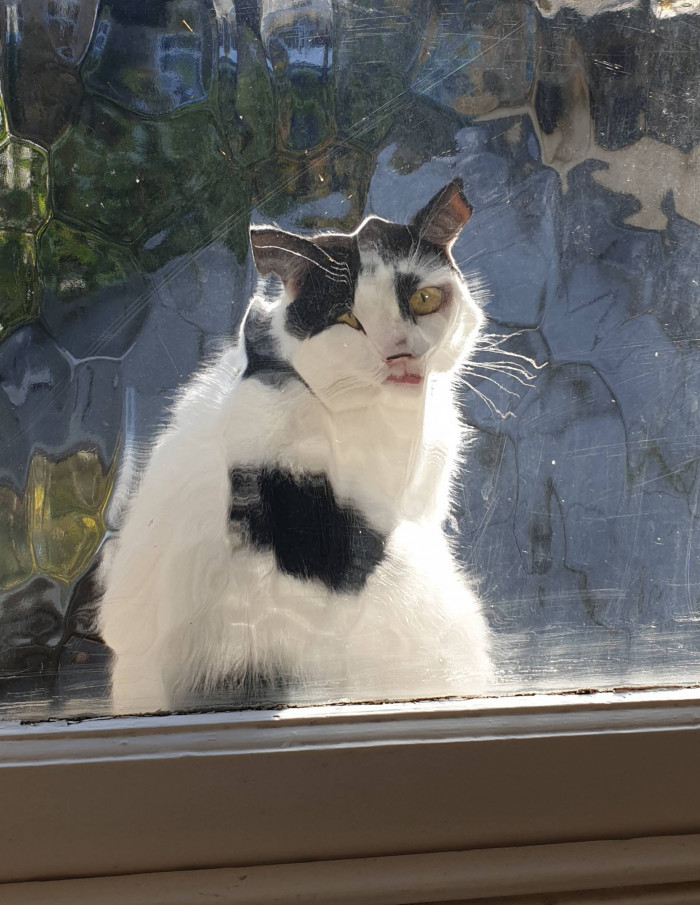 9. "The neighbor's cat is looking through my bathroom window."