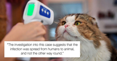 Pet Cat Diagnosed With COVID in the UK After Catching the Virus From Its Owner