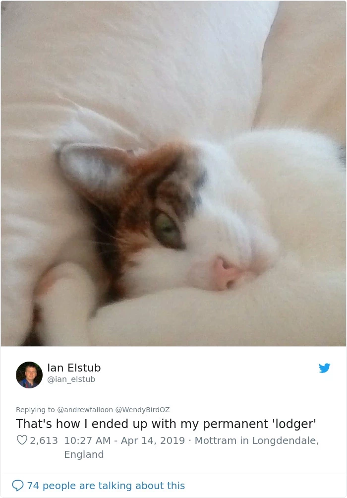 You mean to tell me this isn't the first time a healing cat took up residency?