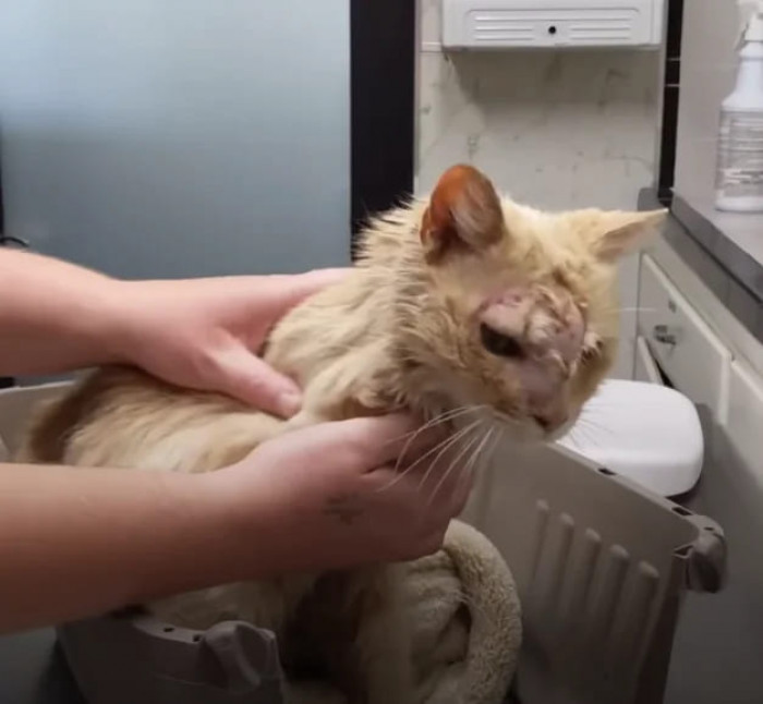 In an interview with The Dodo, Jaina from Cats of San Bernardino said: