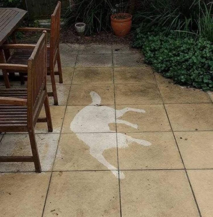 10. "My beautifully dumb dog fell asleep in the rain."