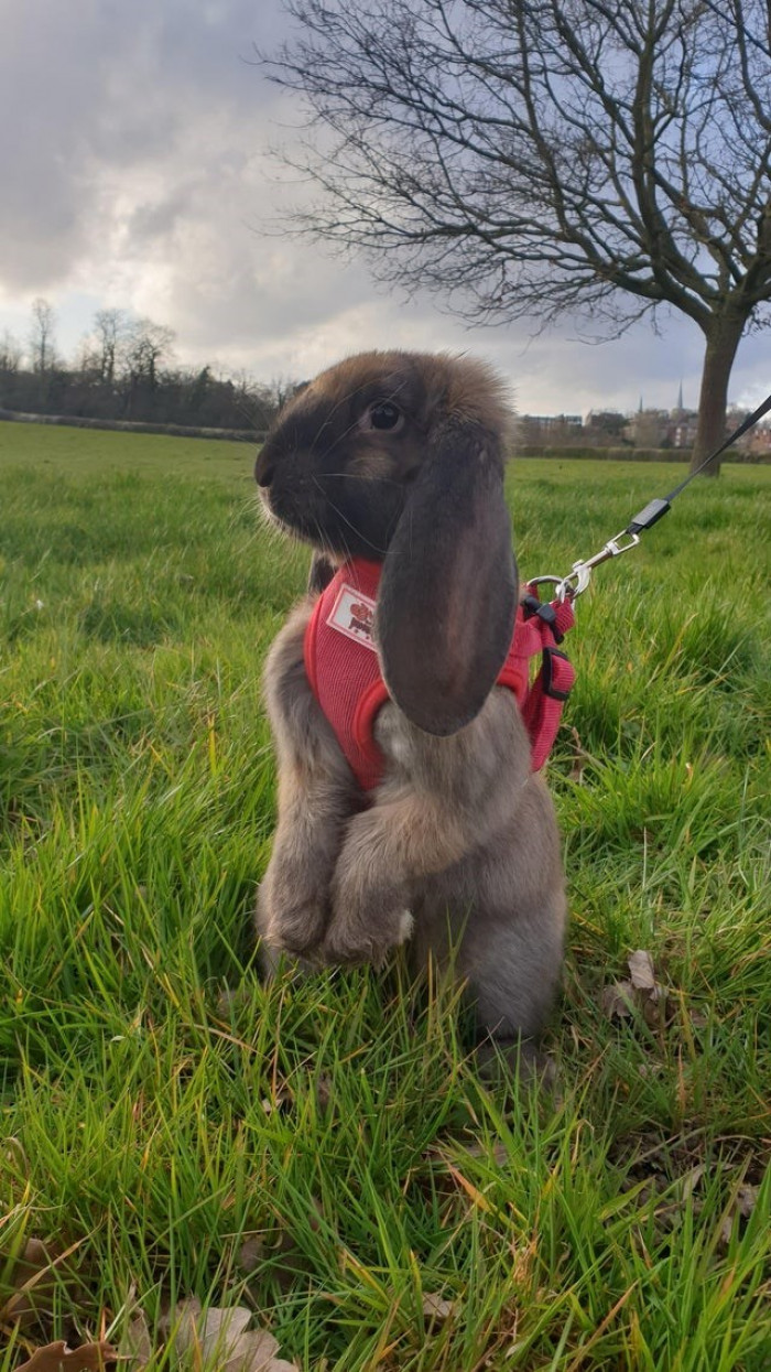 13. Even rabbits like walking the way we humans do. Just look at Valentino right here.