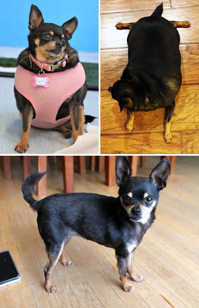 After following a strict low-calorie diet, this obese Chihuahua managed to lose half of her body weight.