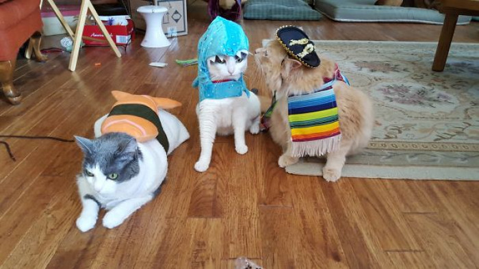 A Trio of Cats
