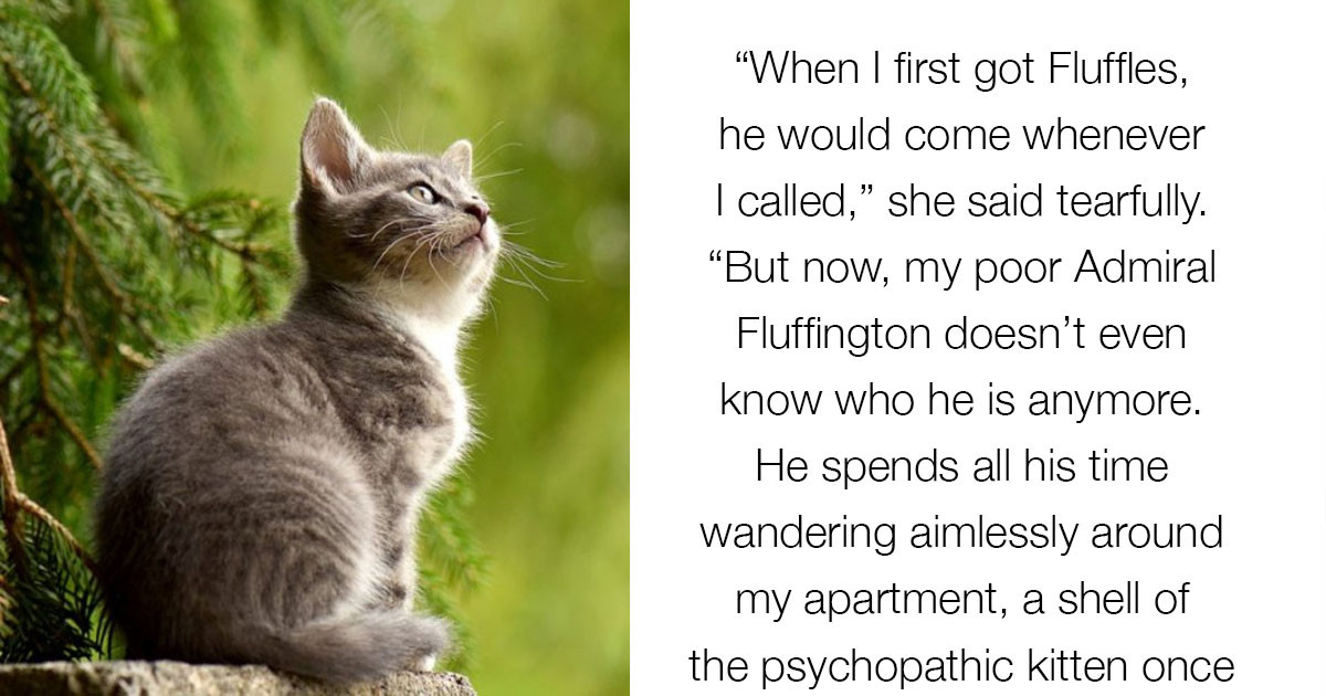 Cats With Twenty Nicknames Struggle With Identity Crisis As They Stop ...