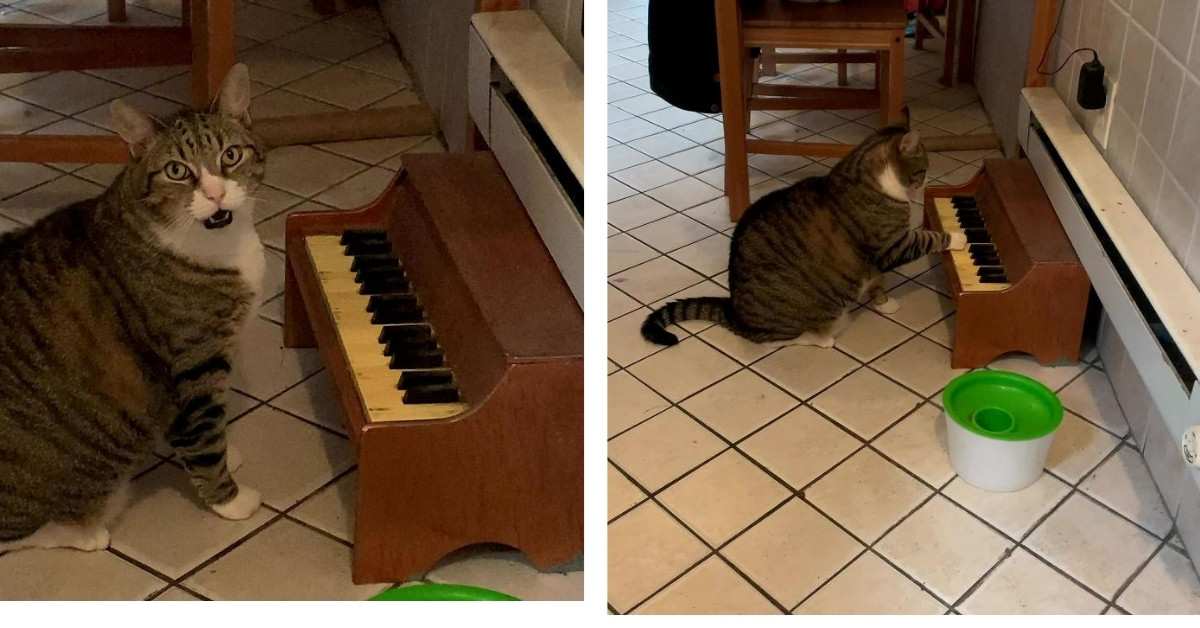 Cat Informs His Owner That He Is Hungry By Playing On A Little Piano