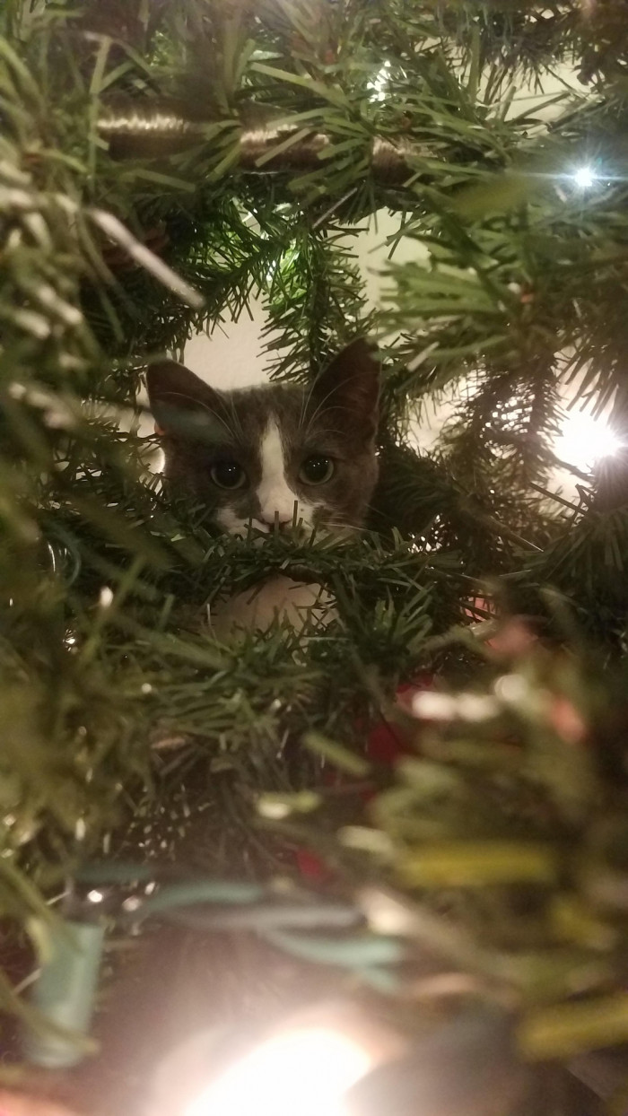 19. "My favorite ornament."