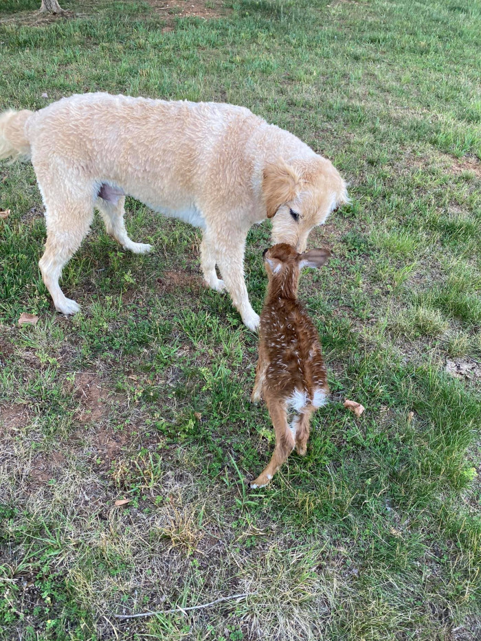 Licking the baby deer to dry.