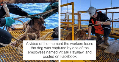 This Dog Was Found 130 Miles Away From Shore By A Group Of Oil Rig Workers