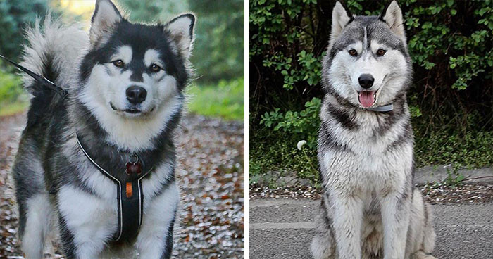 Alaskan Malamute & Husky