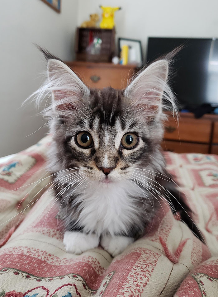 Super Fluffy Maine Coon Kittens Are So Small Its Hard To Believe They Get So Big 4835