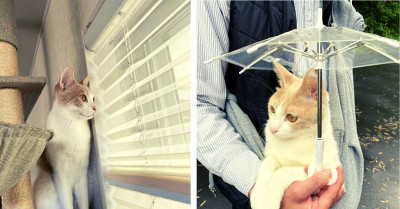 Japanese Cat Who Loves to Walk, Even When It Rains, Uses a Custom-Made Umbrella