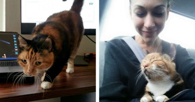 Cat Presses Button On Laptop And Wins An Academic Grant