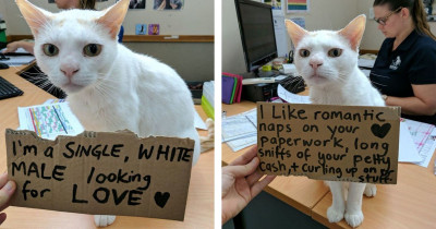 Unwanted Cat Was Finally Adopted After 400 Days Thanks to This Incredible Campaign