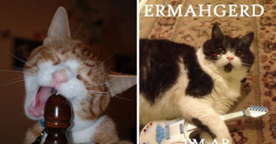 It Turns Out Cats Purrfectly Replace Famous Musicians On Iconic Album Covers