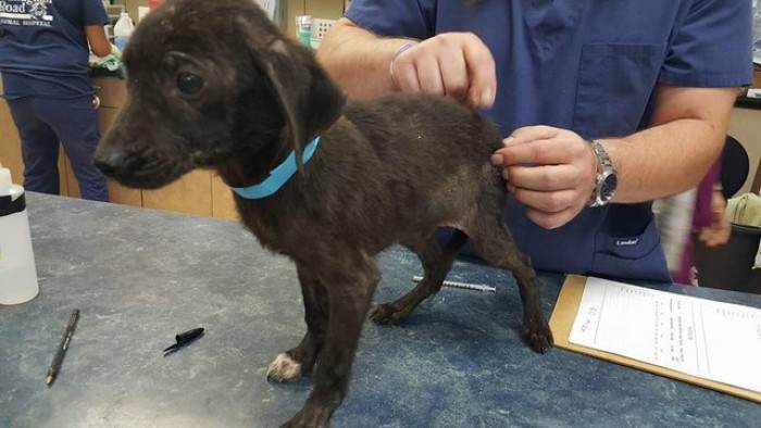 Puppies cling together in a high-kill shelter environment, showing fear and comfort