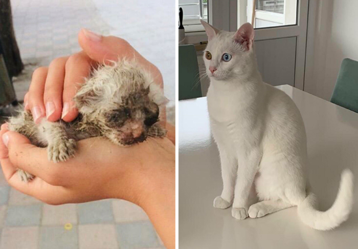 3. Once discovered as a wounded, dirty kitten, far too young to have been separated from his mother, he is now quite the majestic, gorgeous cat!