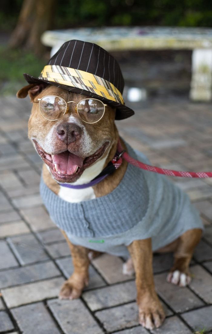 Senior dog wearing a stylish outfit, posing with playful, artsy vibes