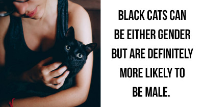 Interesting Facts You Might Not Have Known About Black Cats and Why They Are So Incredible