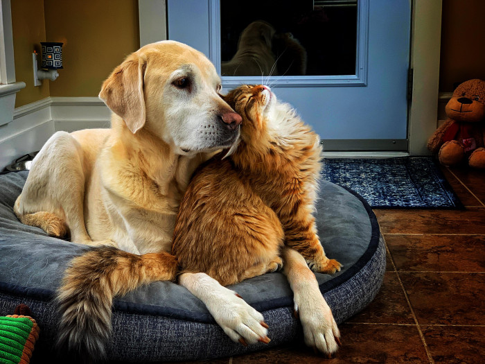 17. "It appears the new addition and the old guard are getting along famously..."
