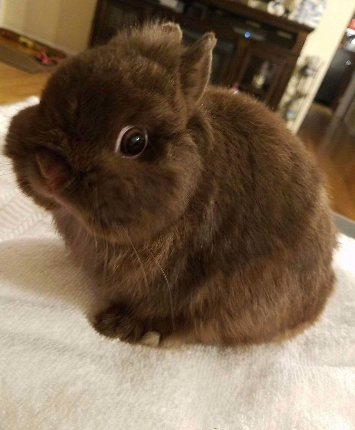 5. "We Saw This Pic, And 3 Hours Later Adopted Jonah The Bunny!!"