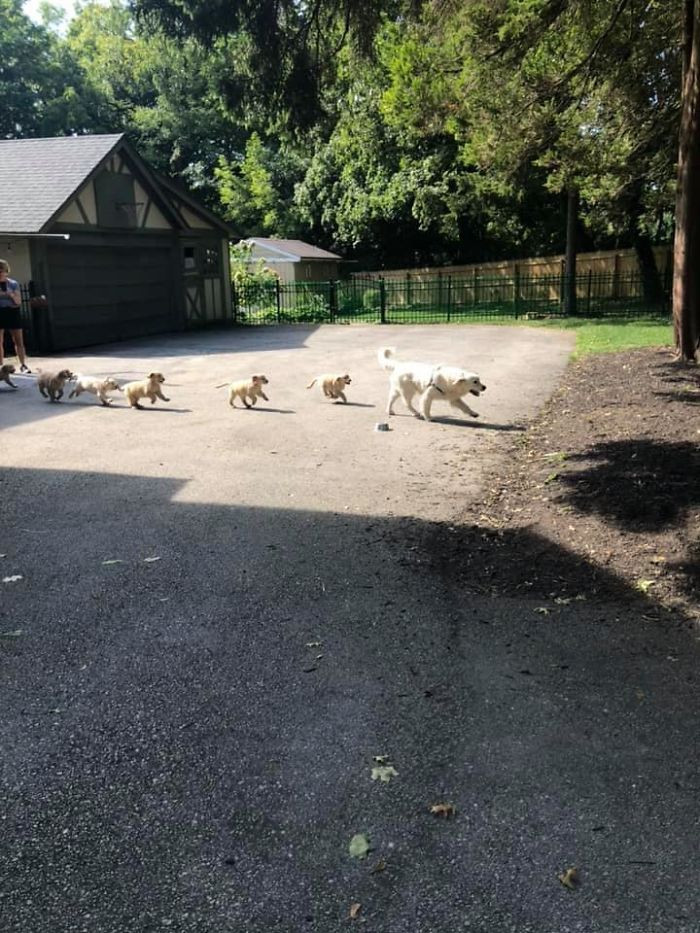 22. "Spotted this daddy leading his hoard of puppers to the yard for playtime. 15/10 would get smothered in kisses by these cute babies again."