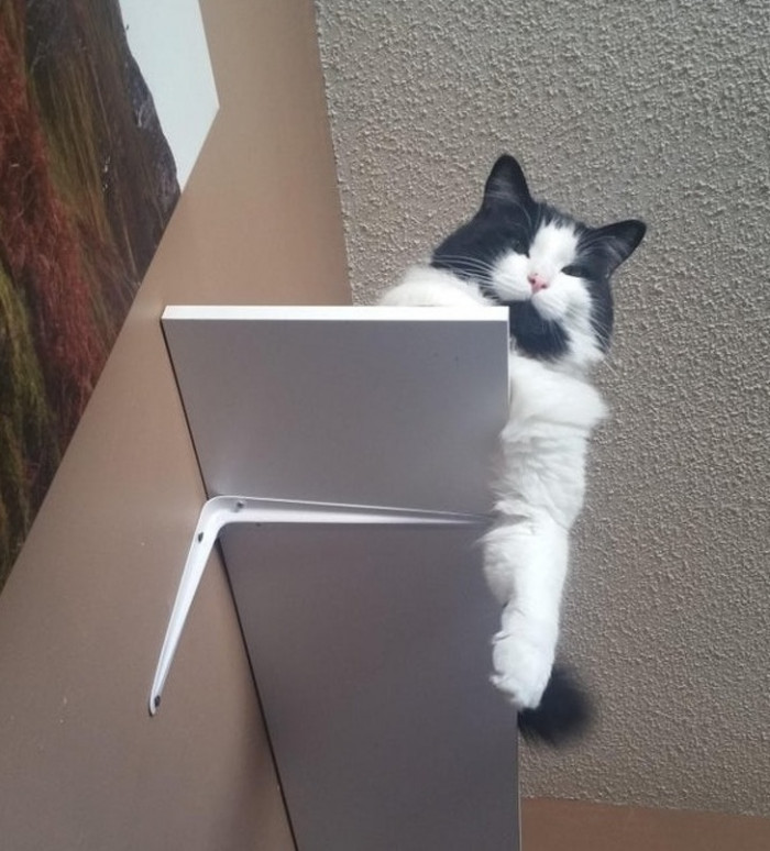 “My boyfriend is afraid to sleep on his side of the bed because Sigmund will often jump down right onto his face in the middle of the night.”