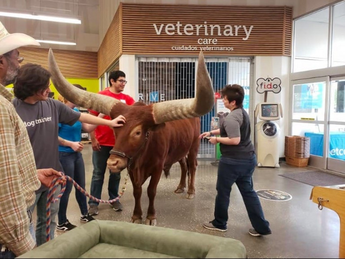 Man leads a 1,600-pound African bull into a Petco store entrance