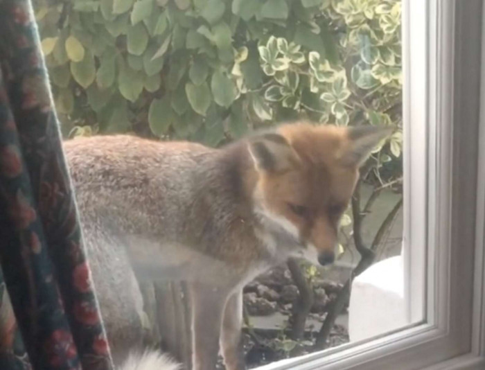 The gentle neighborhood fox who is about to meet a new friend in the form of Jennifer's cat!
