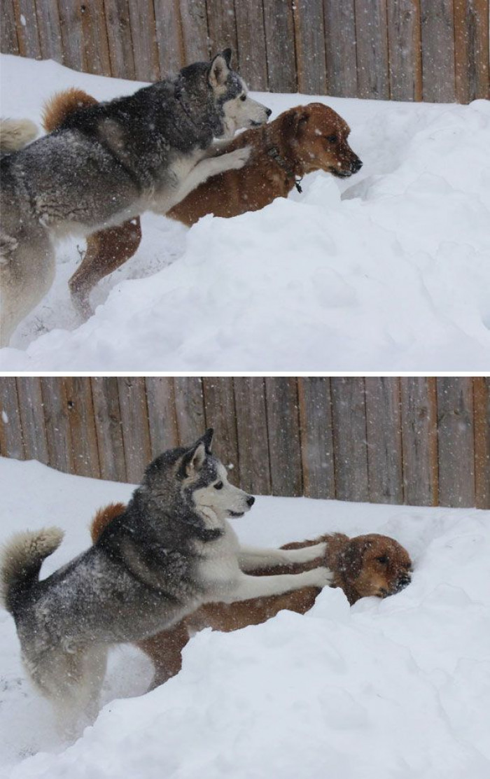 2. This dog is so cheeky