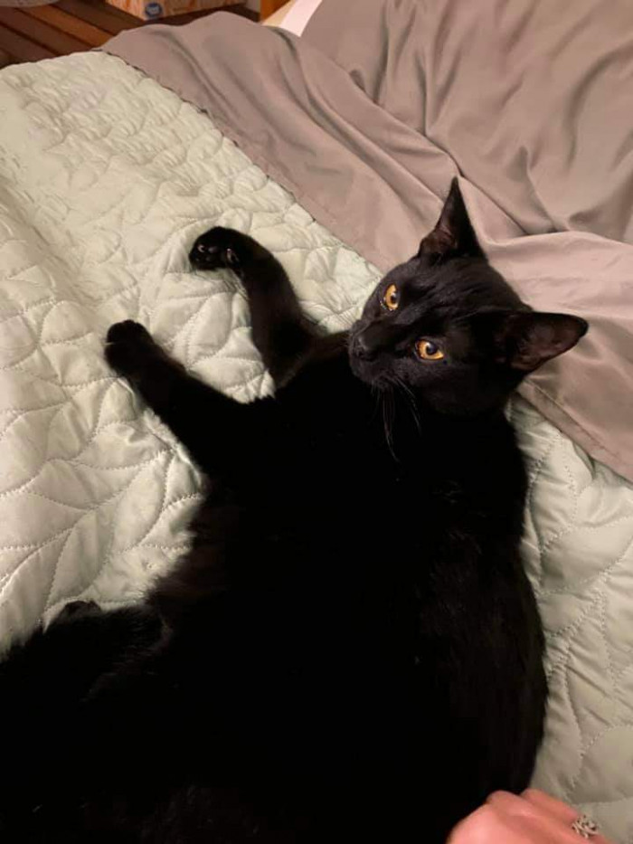 "My parents' cat named Winnie. Lovely gold eyes!"