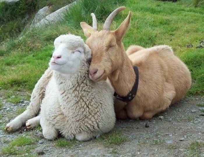 23. Goat And Sheep Friends