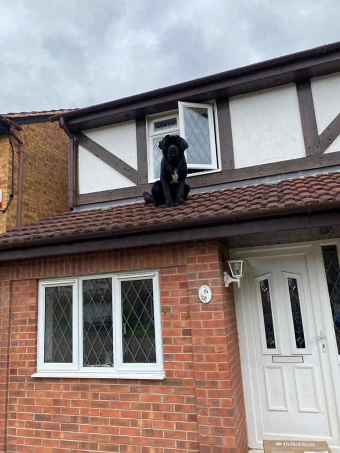 42. "Quite the surprise to come home and find the neighbor's Newfoundland sitting on the roof! After all, the window probably acts like a cat flap for him!"
