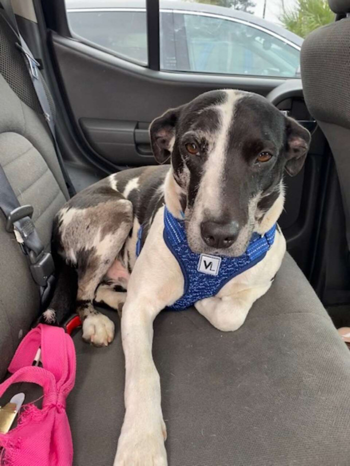 3. On their way to the resort, they stopped at the vet clinic to check if the dog had a microchip, but he didn't have one.
