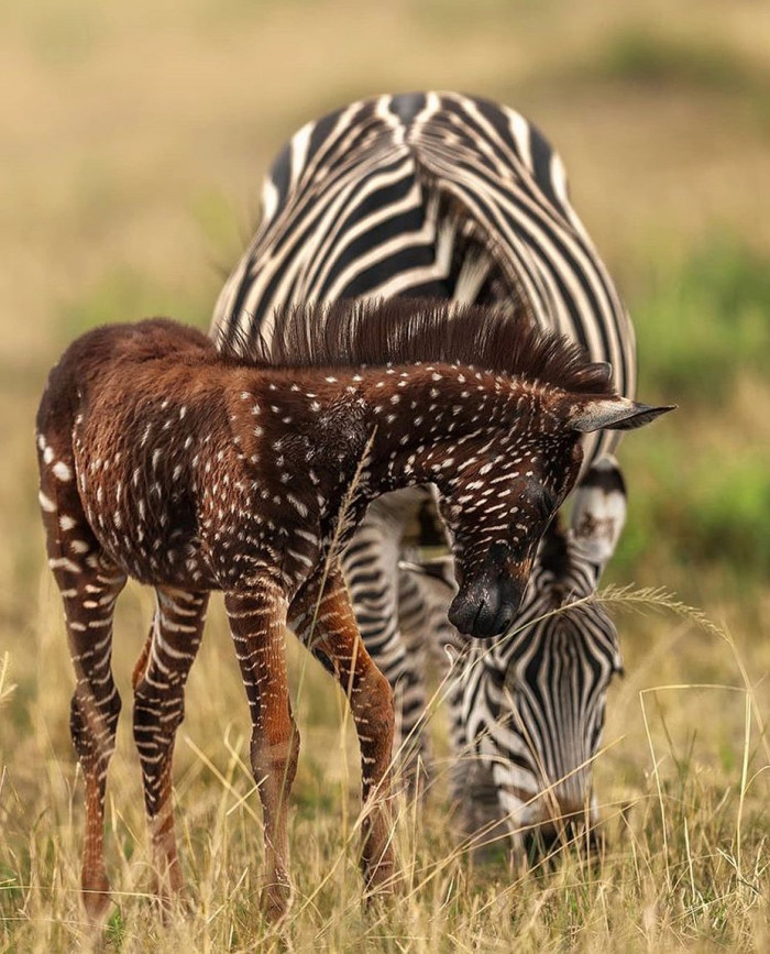 Grazing during the 