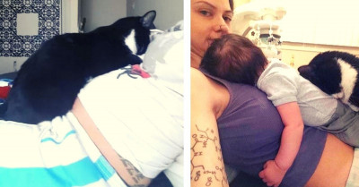 Cat Becomes Pregnancy Guardian And Forms Bond With The Baby After Her Owner Gave Birth