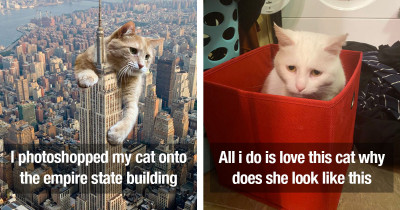 34 Wonderful and Uplifting Animal Tweets