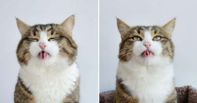 Rexie The Cat Is An Absolute Master Of Bleps And Tongue Tricks