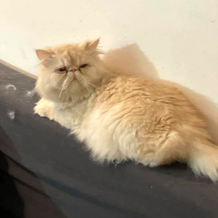 Oliver, a Persian cat, never leaves the house, but somehow he disappeared from his home in Mountain Home, Idaho