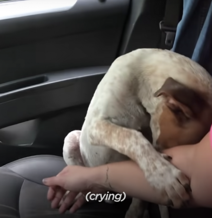 It broke the woman's heart that the dogs were abandoned.