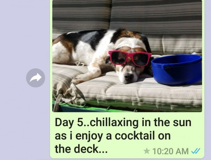 Why Does This Dog Have a Better Life Than Me?