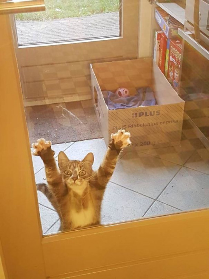 15. "You must let me in right this instant, hooman!"